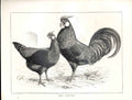 Original Old Antique Print Black Hamburghs Poultry Ludlow 1902 Birds 20th
