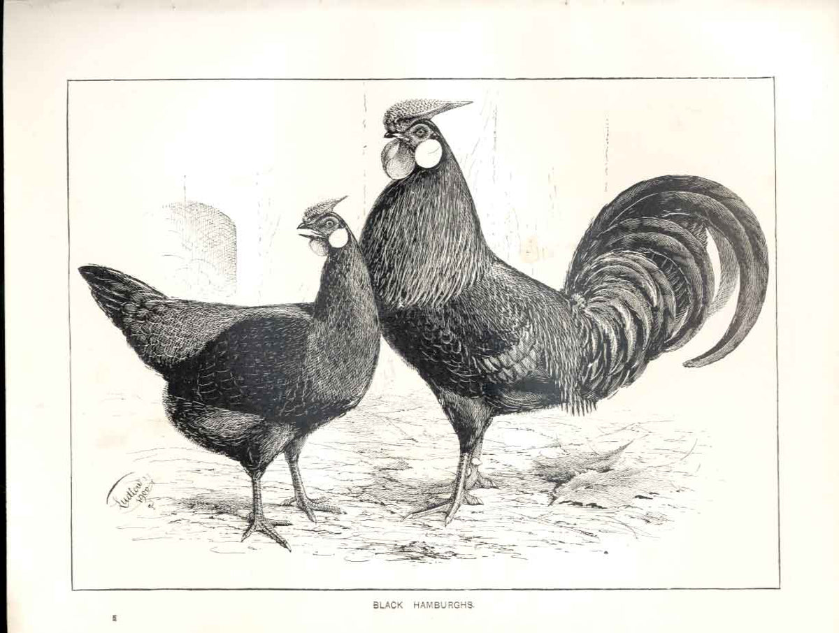 Original Old Antique Print Black Hamburghs Poultry Ludlow 1902 Birds 20th