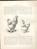 Original Old Antique Print Cochins In 1865 Poultry Ludlow 1902 Birds Victorian