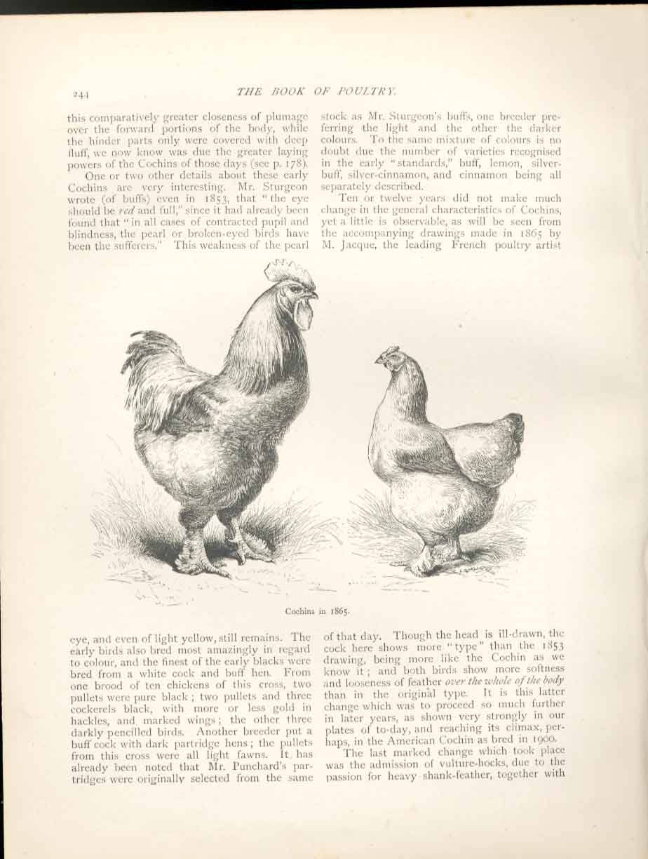 Original Old Antique Print Cochins In 1865 Poultry Ludlow 1902 Birds Victorian