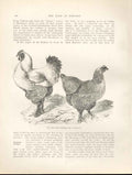 Original Old Antique Print 1St Dark Brahmas Sent To England Poultry Bird
