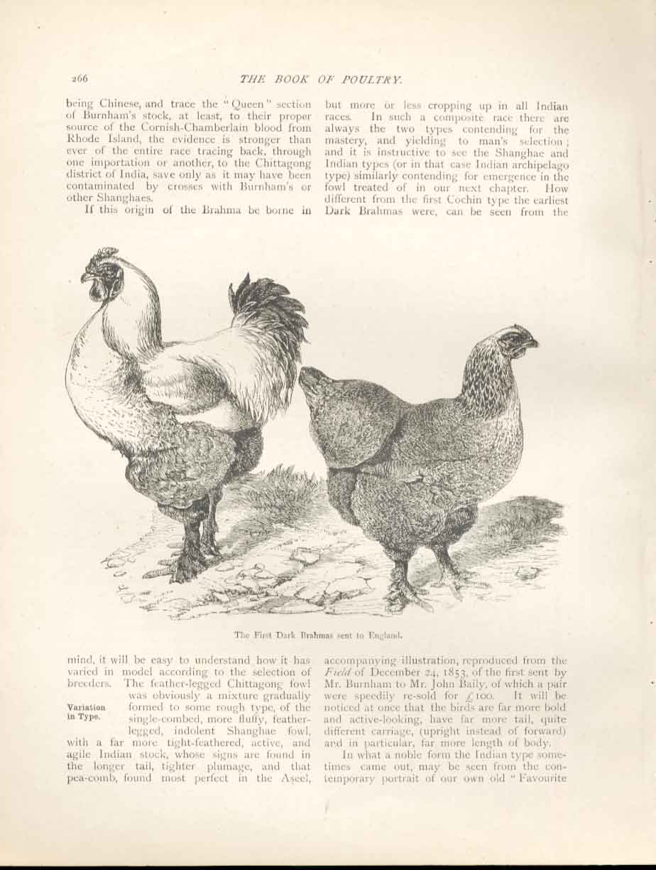 Original Old Antique Print 1St Dark Brahmas Sent To England Poultry Bird