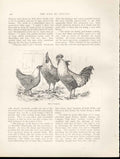 Original Old Antique Print Silver Campines Poultry Ludlow 1902 Birds 20th