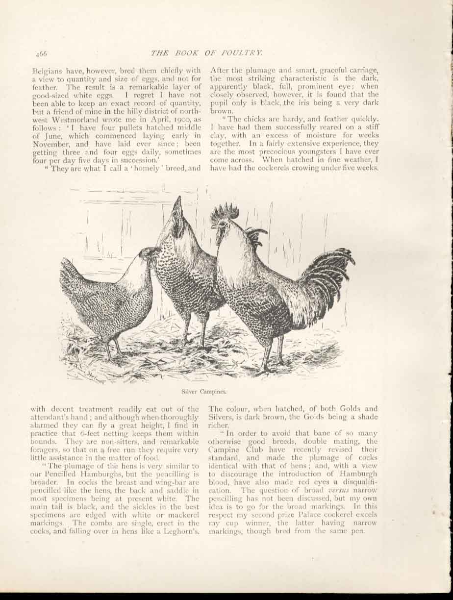 Original Old Antique Print Silver Campines Poultry Ludlow 1902 Birds 20th