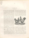 Original Old Antique Print Creeper British Birds 1St Ed Morris 1851