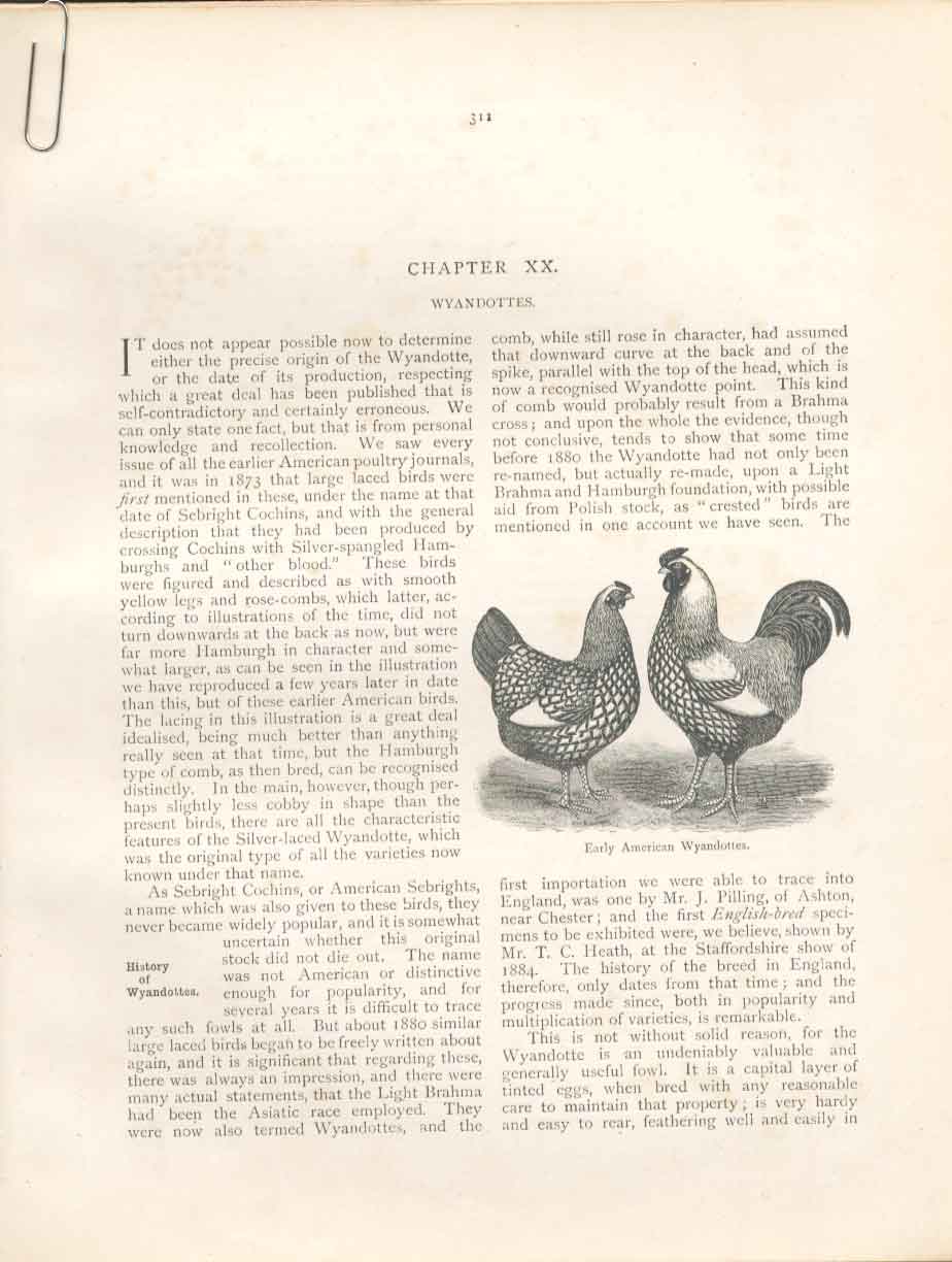 Original Old Antique Print Creeper British Birds 1St Ed Morris 1851