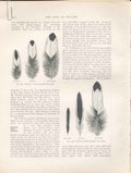 Original Old Antique Print Great Spotted Woodpecker Morris H/C Birds 1851 19th
