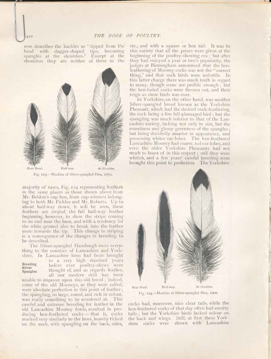 Original Old Antique Print Great Spotted Woodpecker Morris H/C Birds 1851 19th