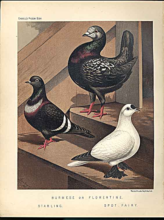 Original Old Antique Print Burmese Starling & Spot Fairy Pigeons C1880 Fulton