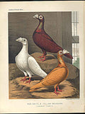 Original Old Antique Print Red White & Yellow Dragoons Pigeons C1880 Fulton 19th