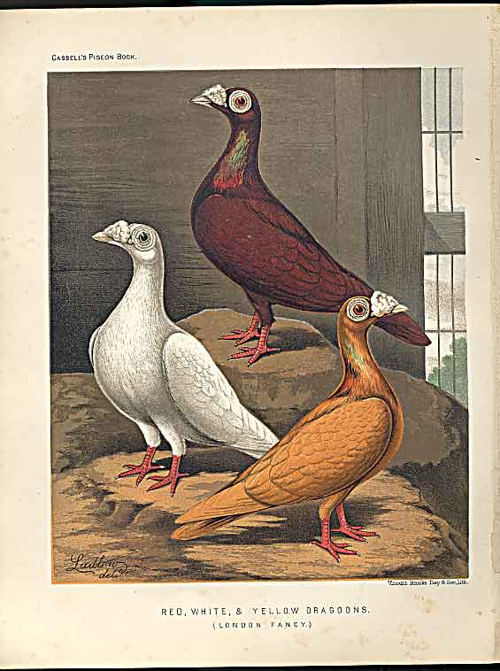 Original Old Antique Print Red White & Yellow Dragoons Pigeons C1880 Fulton 19th