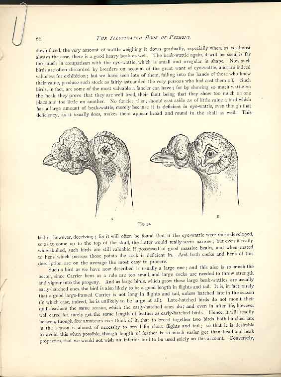 Original Old Antique PrintHeads Drawings Fulton Pigeons C1880