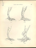 Original Old Antique PrintDrawings Various Legs Pouter Pigeons C1880 Fulton