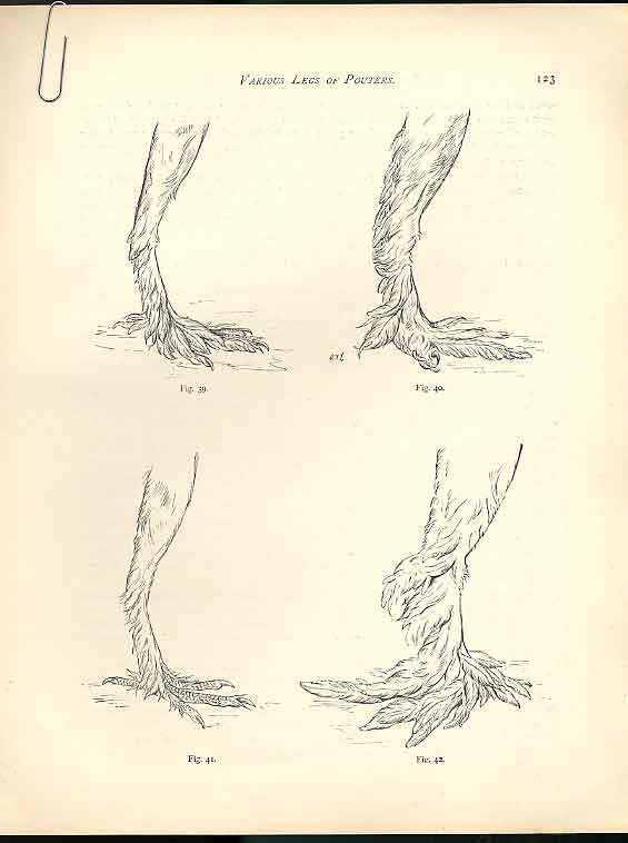 Original Old Antique PrintDrawings Various Legs Pouter Pigeons C1880 Fulton