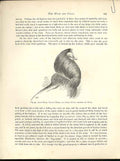 Old Antique Print Perfect And Not Perfect Head Draw Pigeons C1880 Fulton 19th