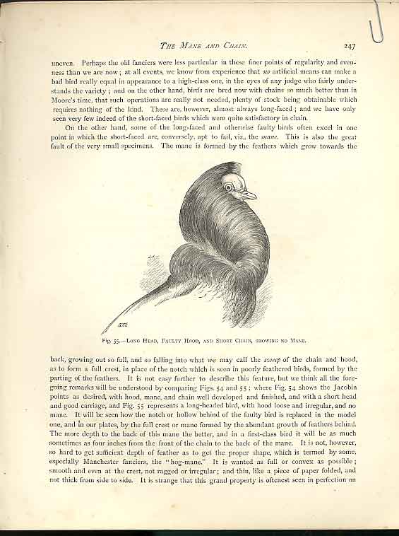 Old Antique Print Perfect And Not Perfect Head Draw Pigeons C1880 Fulton 19th
