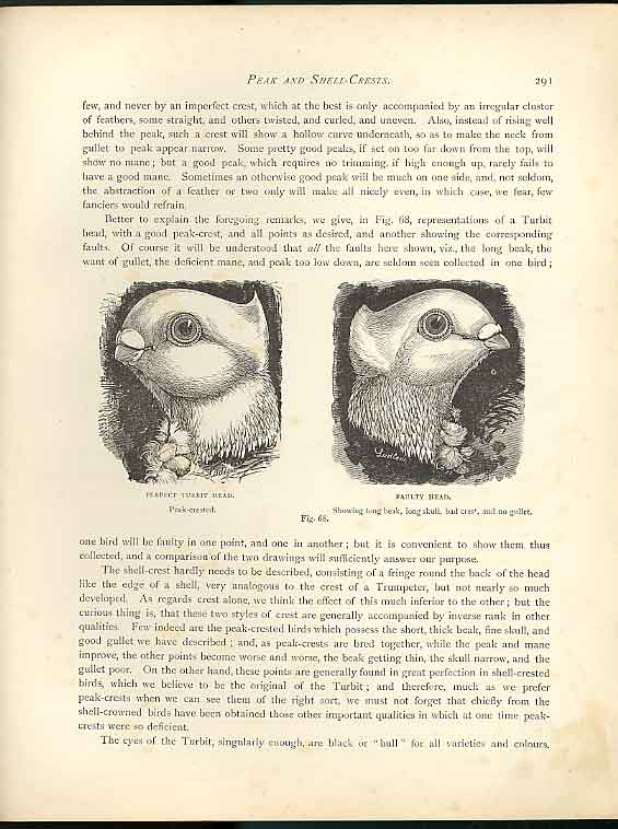 Old Vintage Print Perfect & Failty Head Turbit Drawing Fulton Pigeons 188 19th