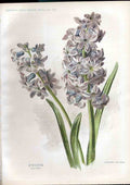 Original Old Antique Print Hyacinth Amateur Gardening 1897 19th