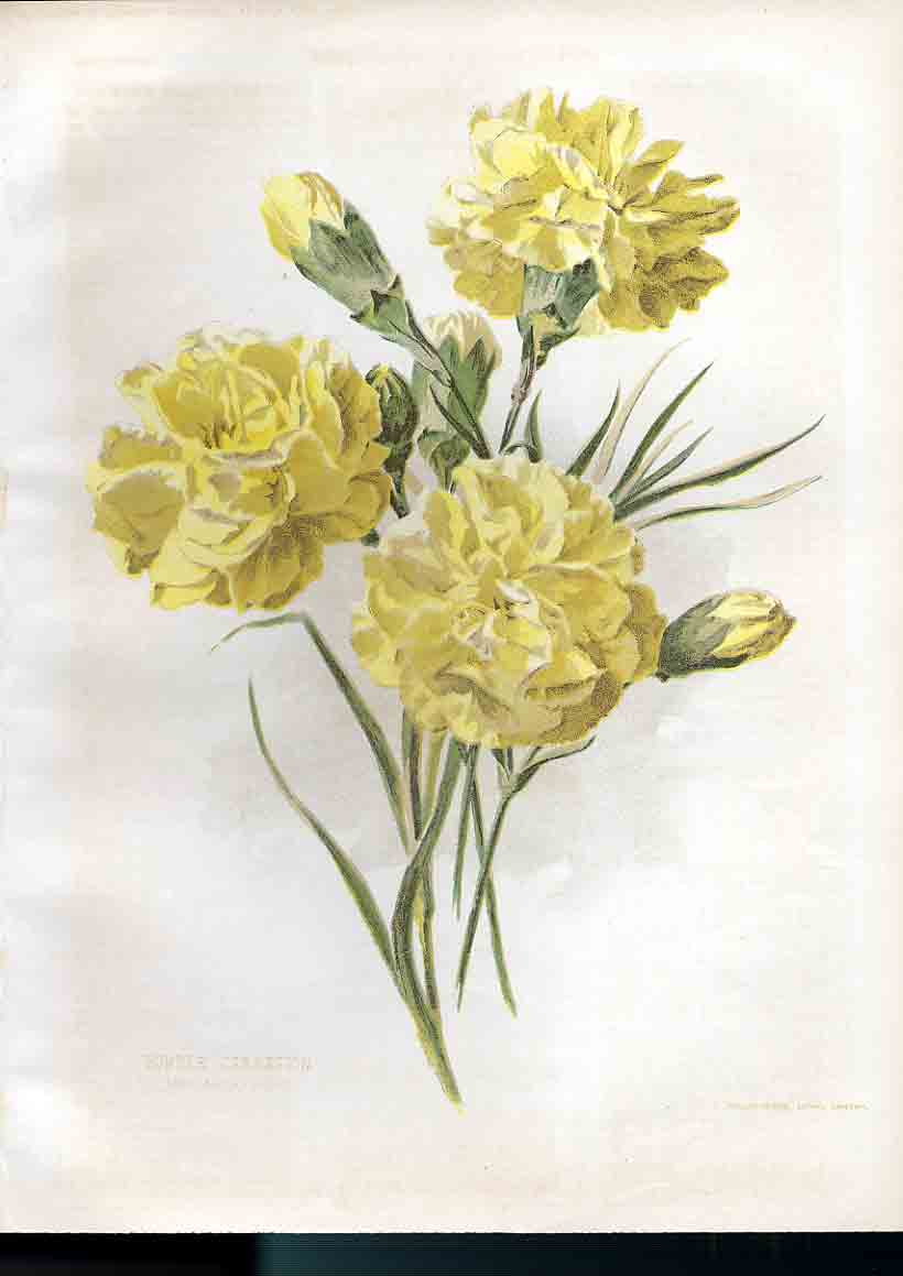 Original Old Antique Print Border Carnation Amateur Gardening 1897 Victorian