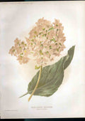 Original Old Antique Print Broad Leaved Saxifrage Amateur Gardening