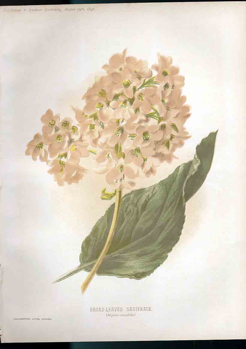 Original Old Antique Print Broad Leaved Saxifrage Amateur Gardening