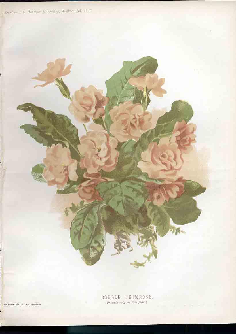 Original Old Vintage Print Double Primrose Amateur Gardening 1897 19th