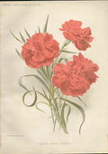 Original Old Antique Print Seedling Border Carnation Amateur Gardening 1897 19th