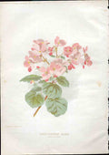 Original Old Antique Print Winter Flowering Bergonoia Amateur Gardening 1897