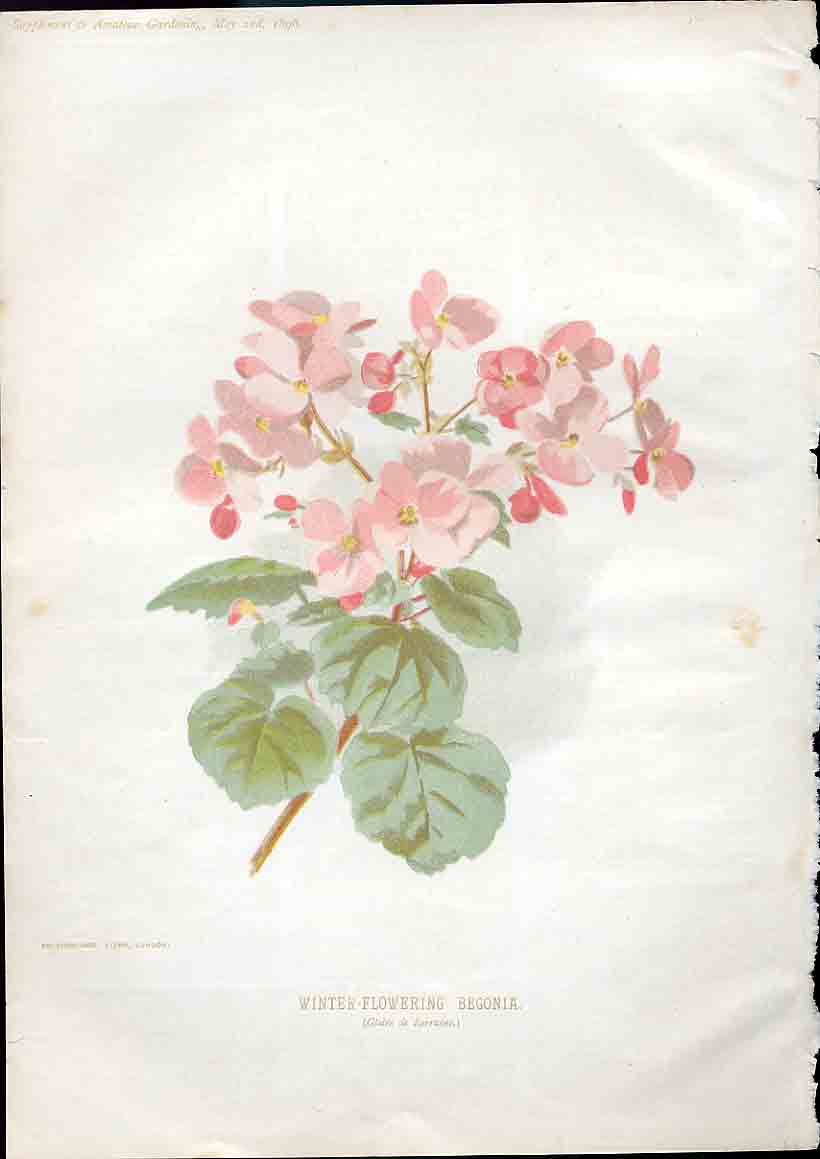 Original Old Antique Print Winter Flowering Bergonoia Amateur Gardening 1897