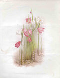 Original Old Antique Print Sisyrinchium Grandiflorium & Variety The Garden 1883