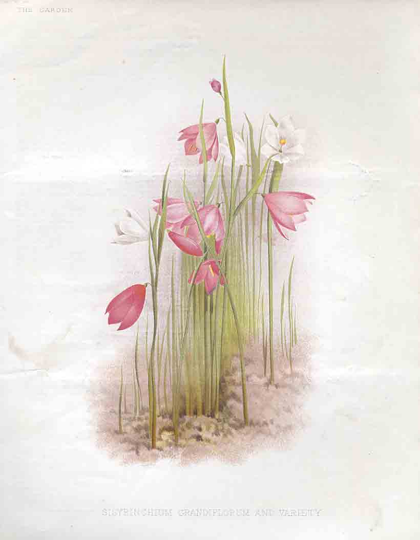 Original Old Antique Print Sisyrinchium Grandiflorium & Variety The Garden 1883