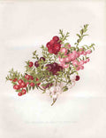 Original Old Antique Print New Varieties Pernettya Mucronata The Graden 1883