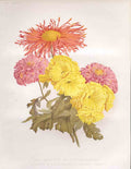 Original Old Antique Print New Vareties Chrysanthenum The Garden