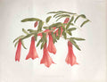 Original Old Antique Print Philesia Buxifloria The Garden 1883 19th
