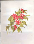 Original Old Antique Print Impatiens Sultani The Garden 1883 19th