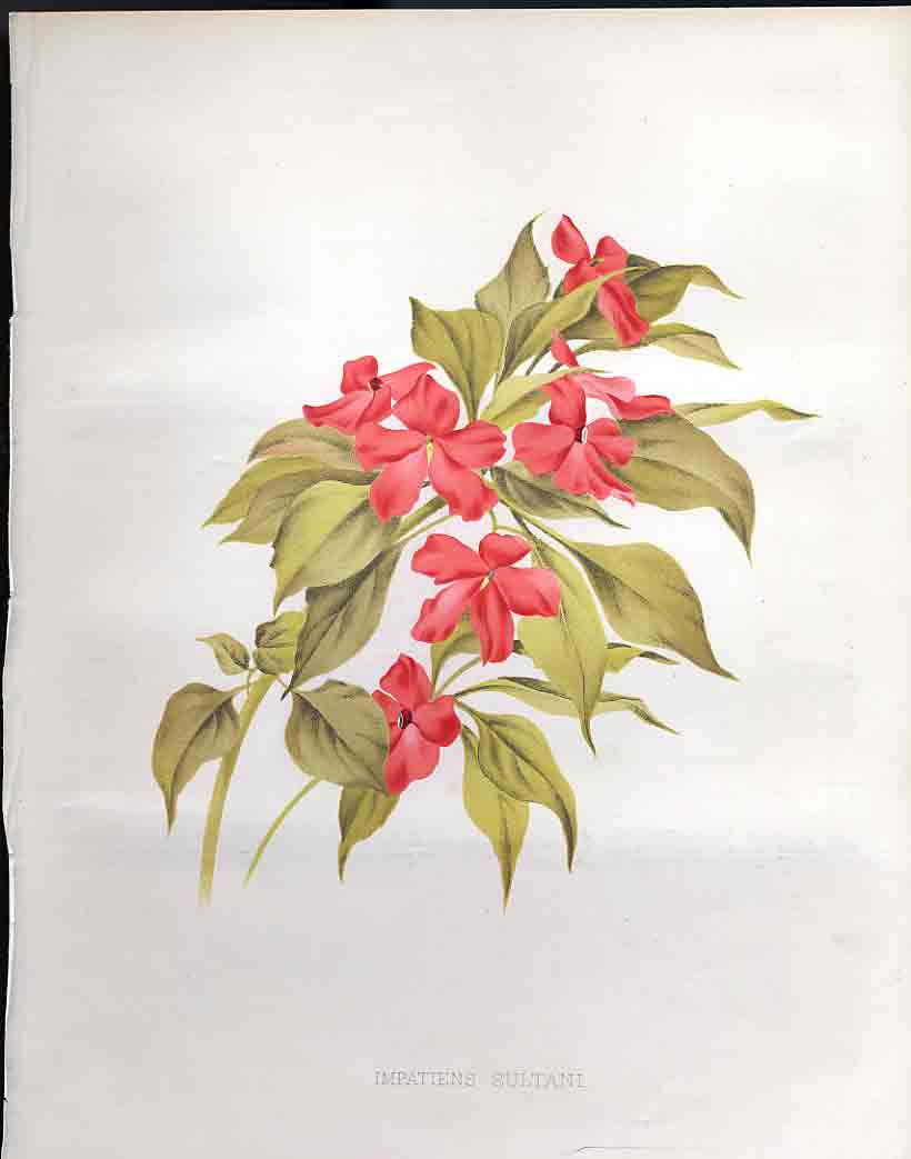 Original Old Antique Print Impatiens Sultani The Garden 1883 19th
