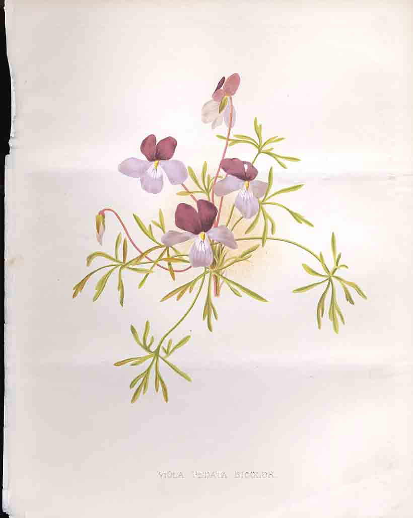 Original Old Antique Print Viola Pedata Bicolor The Garden 1883 19th