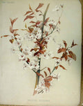Original Old Antique Print Prunus Pissardi Garden C1888 19th Century