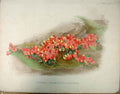 Original Old Antique Print Polygala Chamaebuxus Purpurea The Garden 1888 19th