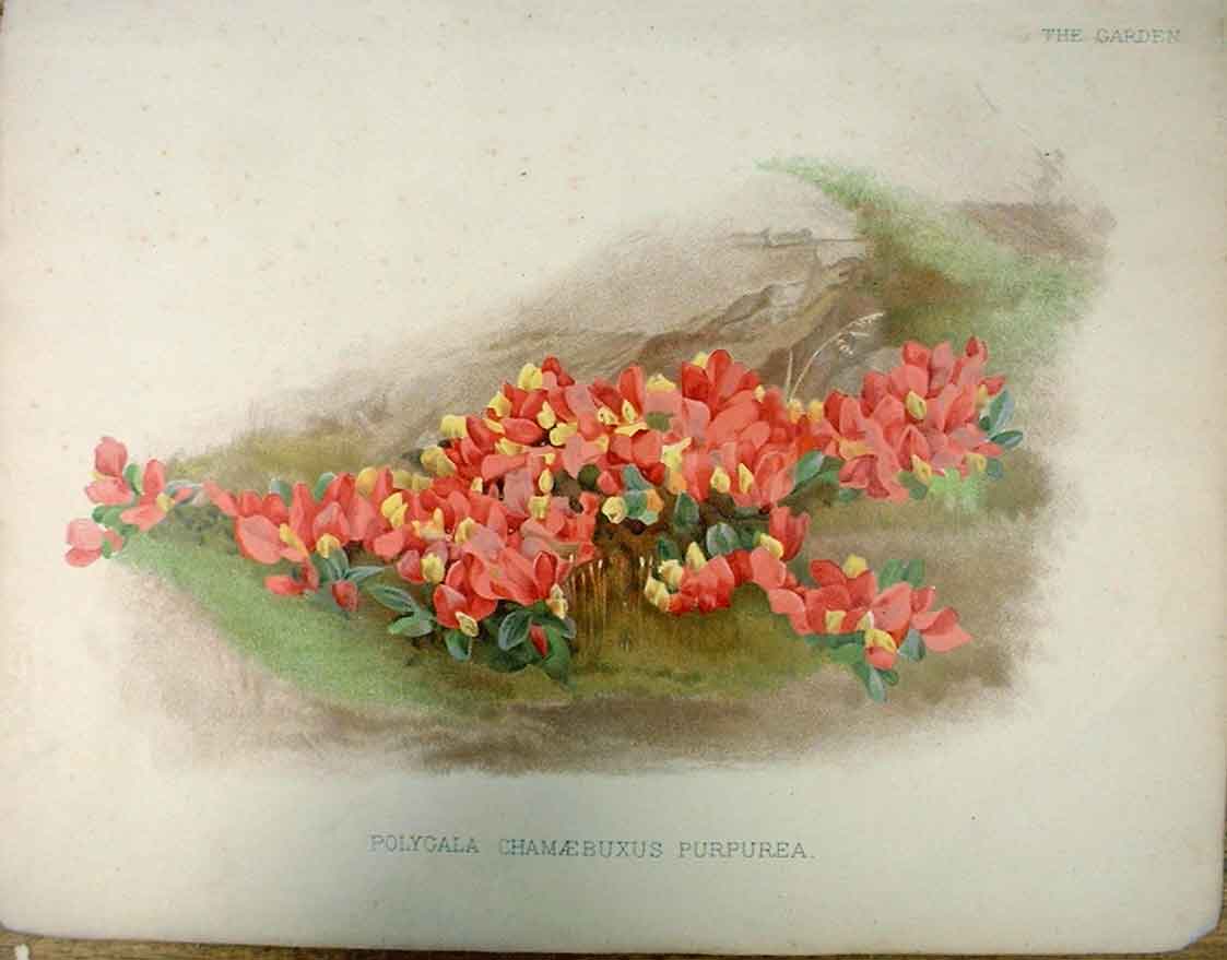Original Old Antique Print Polygala Chamaebuxus Purpurea The Garden 1888 19th