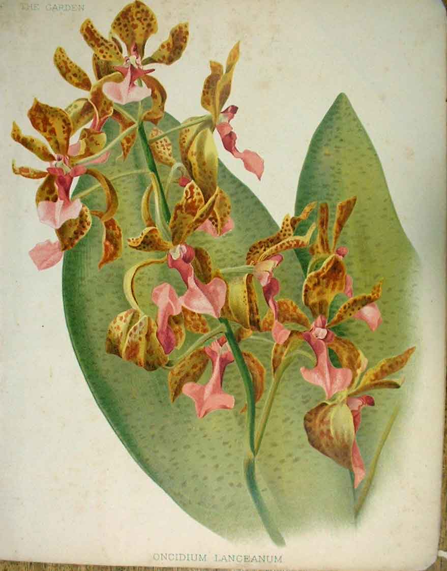 Original Old Antique Print Oncidium Lanceanum Garden C1888 19th