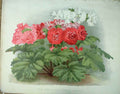Original Old Antique Print Semi Double Chinese Primulas The Garden 1888 19th