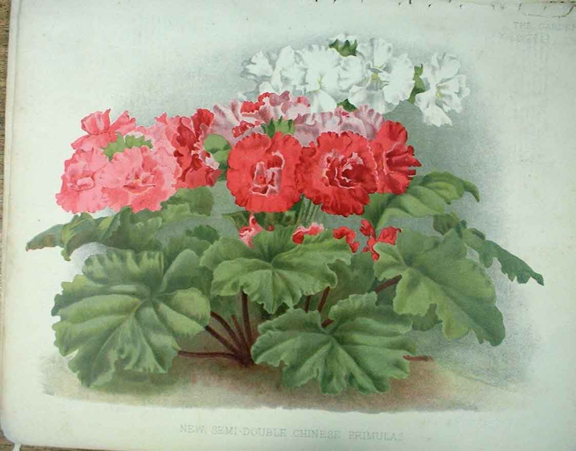 Original Old Antique Print Semi Double Chinese Primulas The Garden 1888 19th