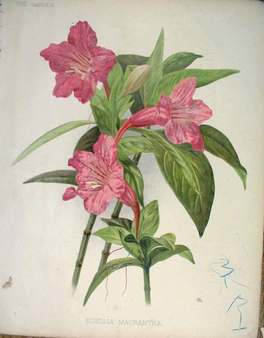 Original Old Antique Print Ruellia Macrantha Garden C1888 19th Century