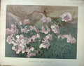 Original Old Antique Print Androsace Lanuginosa Garden C1888 19th