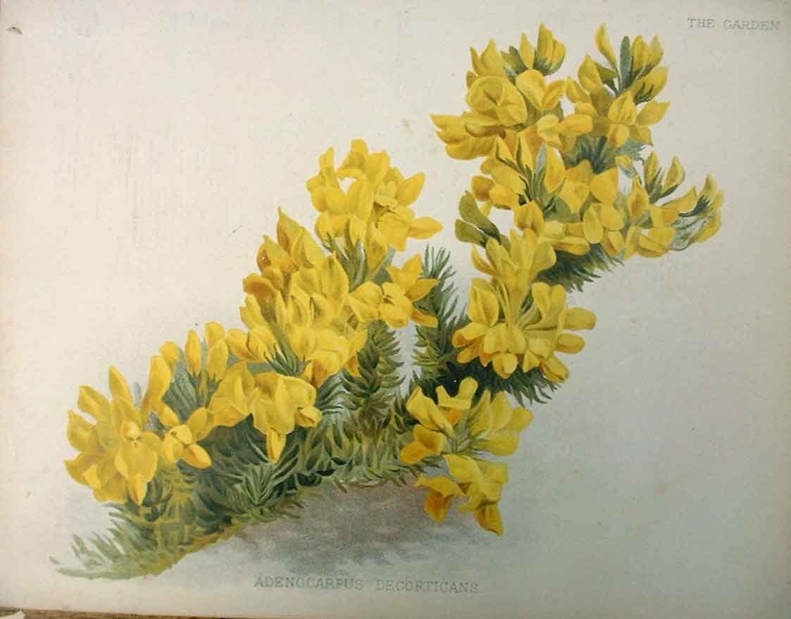 Original Old Vintage Print Adenocarpus Decorticans Garden C1888 19th