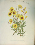 Original Old Antique Print Helianthemum Algarvense Garden C1888 19th