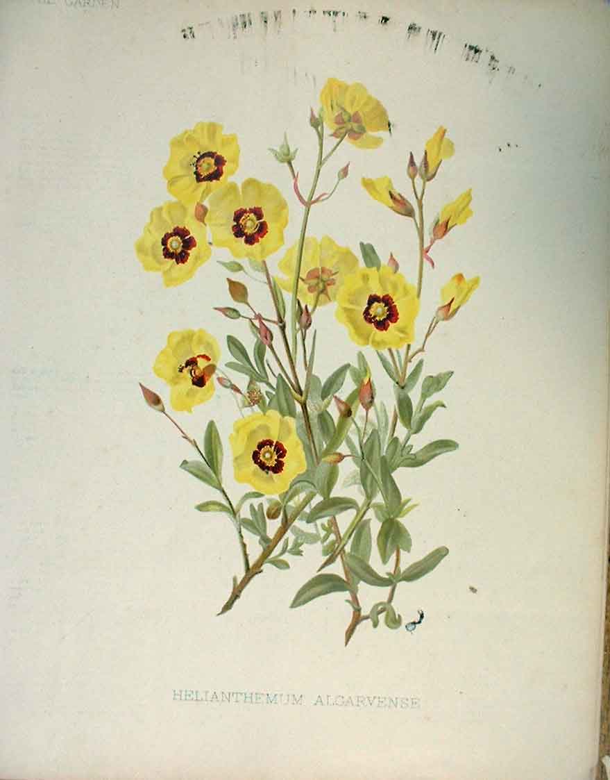 Original Old Antique Print Helianthemum Algarvense Garden C1888 19th