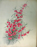Original Old Antique Print Boronia Heterophylla Garden C1888 19th