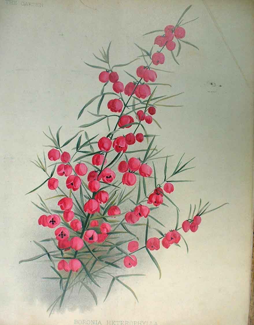 Original Old Antique Print Boronia Heterophylla Garden C1888 19th